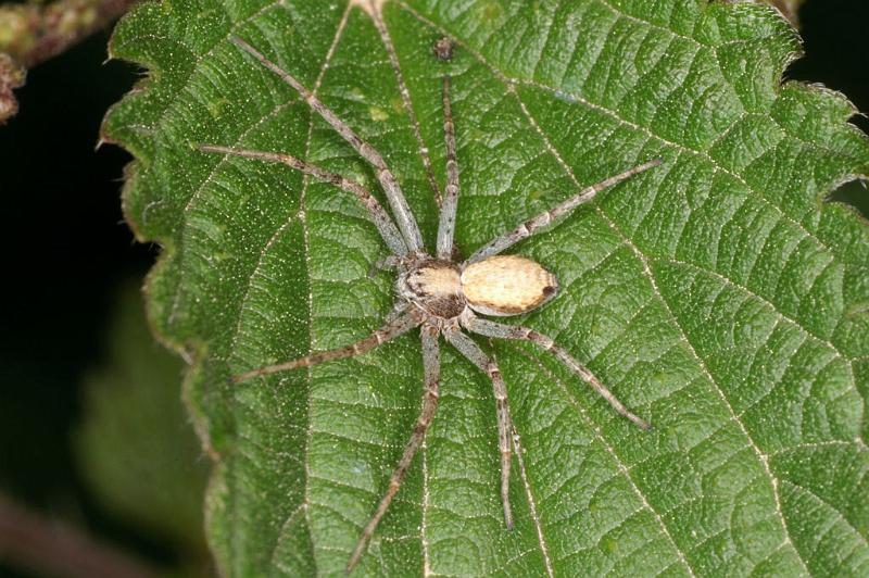 Philodromus_aureolus_D4991_Z_90_Les Gris_Frankrijk.jpg